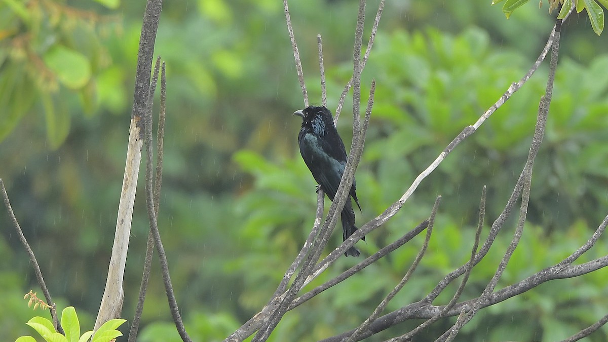 Hair-crested Drongo - ML249565081