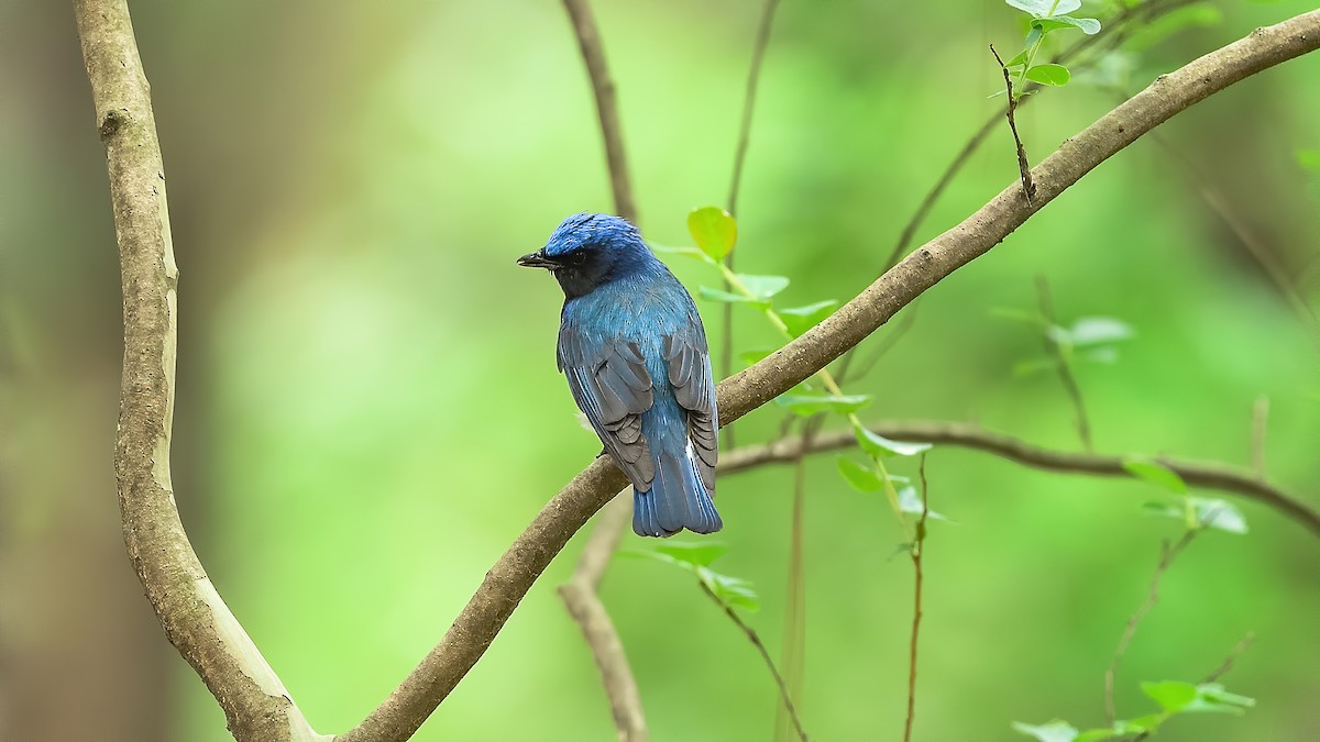 Blue-and-white Flycatcher - ML249565591