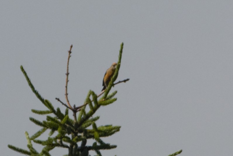 Evening Grosbeak - ML249567041