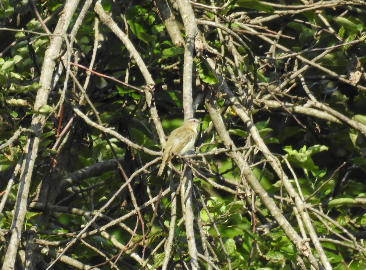 Red-eyed Vireo - ML249568971