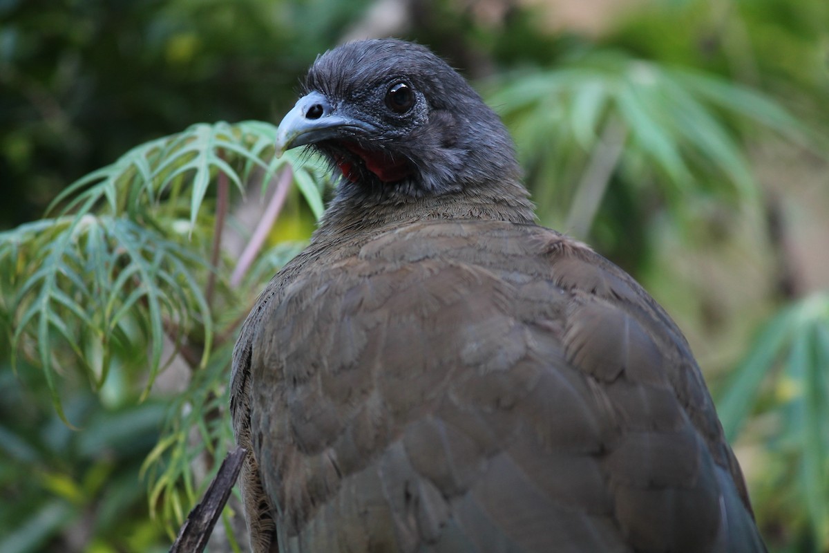 Rufous-vented Chachalaca - ML249569151