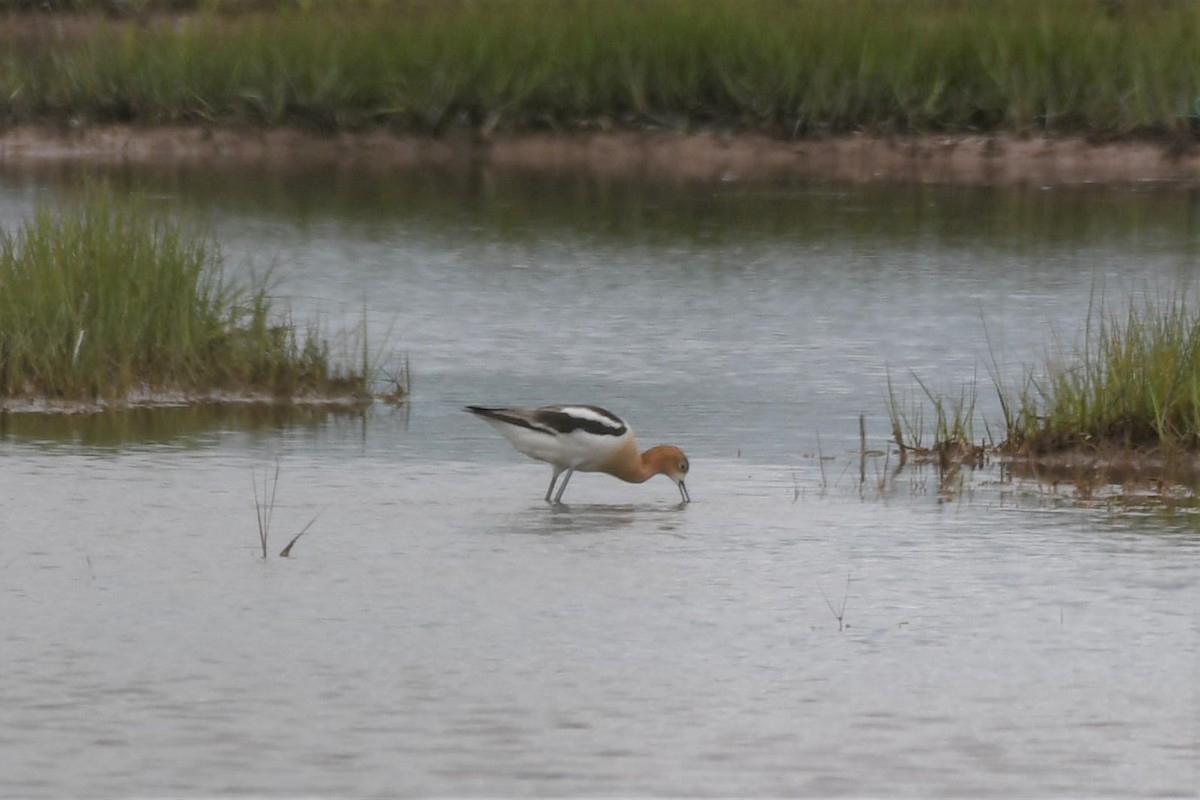 tenkozobec americký - ML249569201