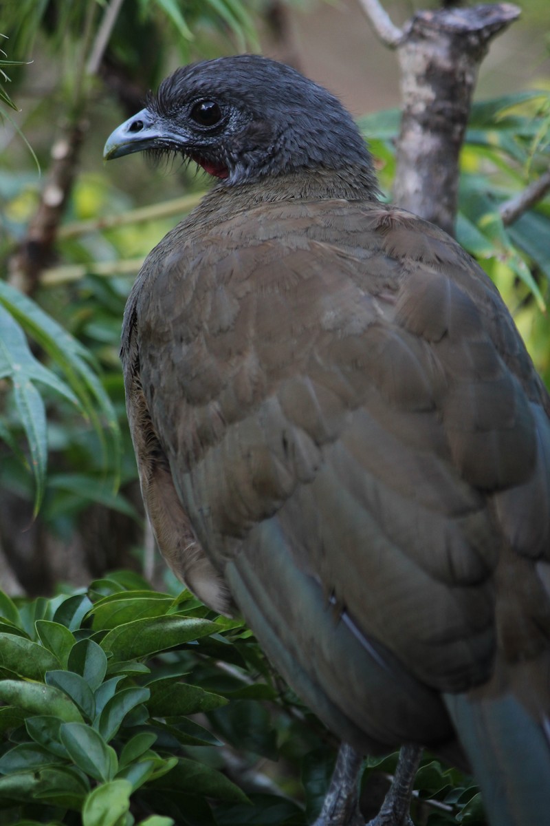 Rufous-vented Chachalaca - ML249569241