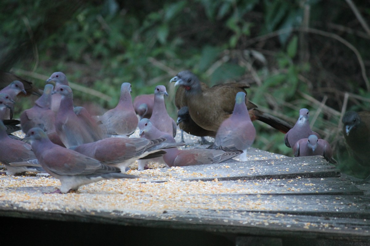 Pale-vented Pigeon - ML249570181