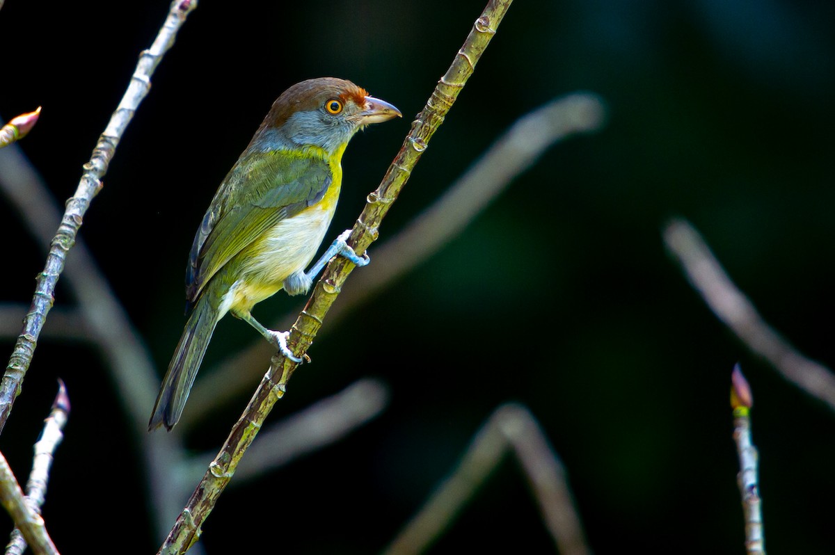 Rufous-browed Peppershrike - Joao Quental JQuental