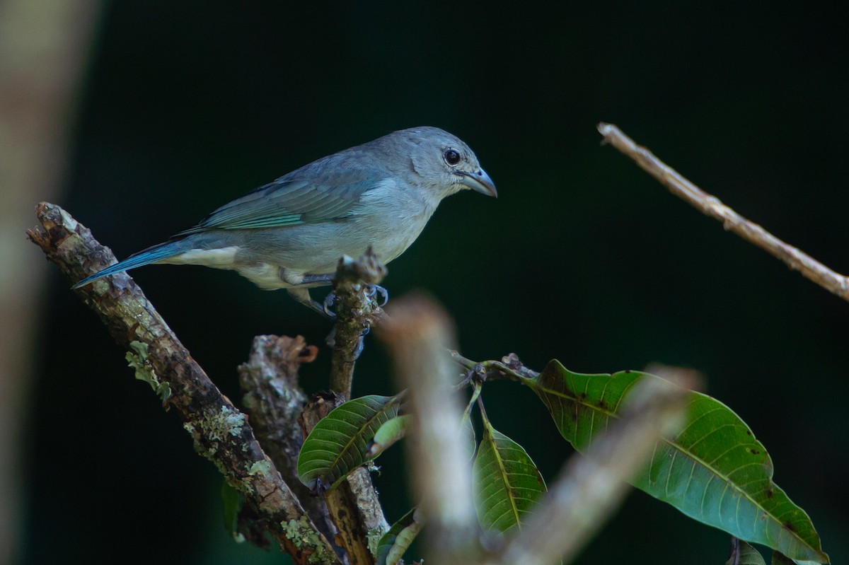 Sayaca Tanager - ML249570411