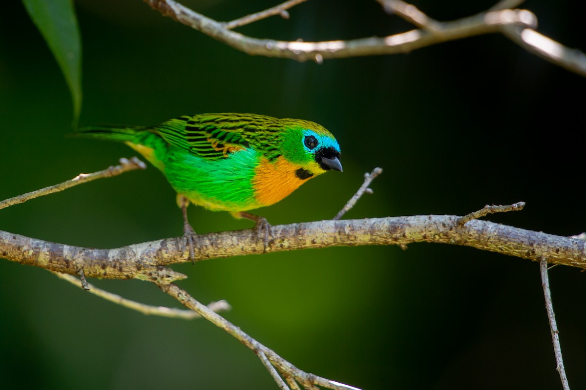 Brassy-breasted Tanager - ML249570531