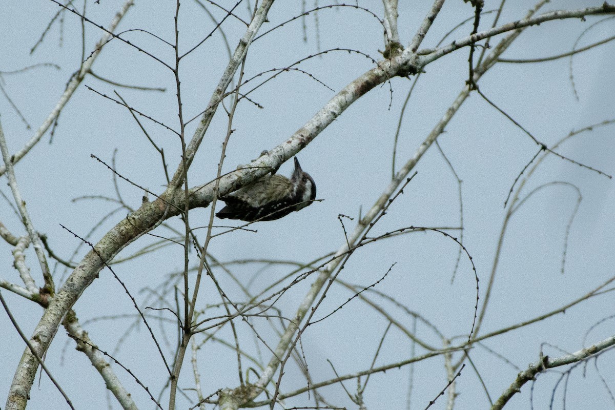 Gray-capped Pygmy Woodpecker - ML249570811