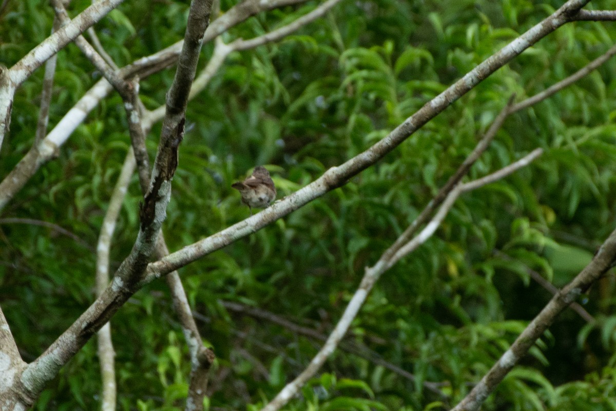 Brown-streaked Flycatcher (Brown-streaked) - ML249570941