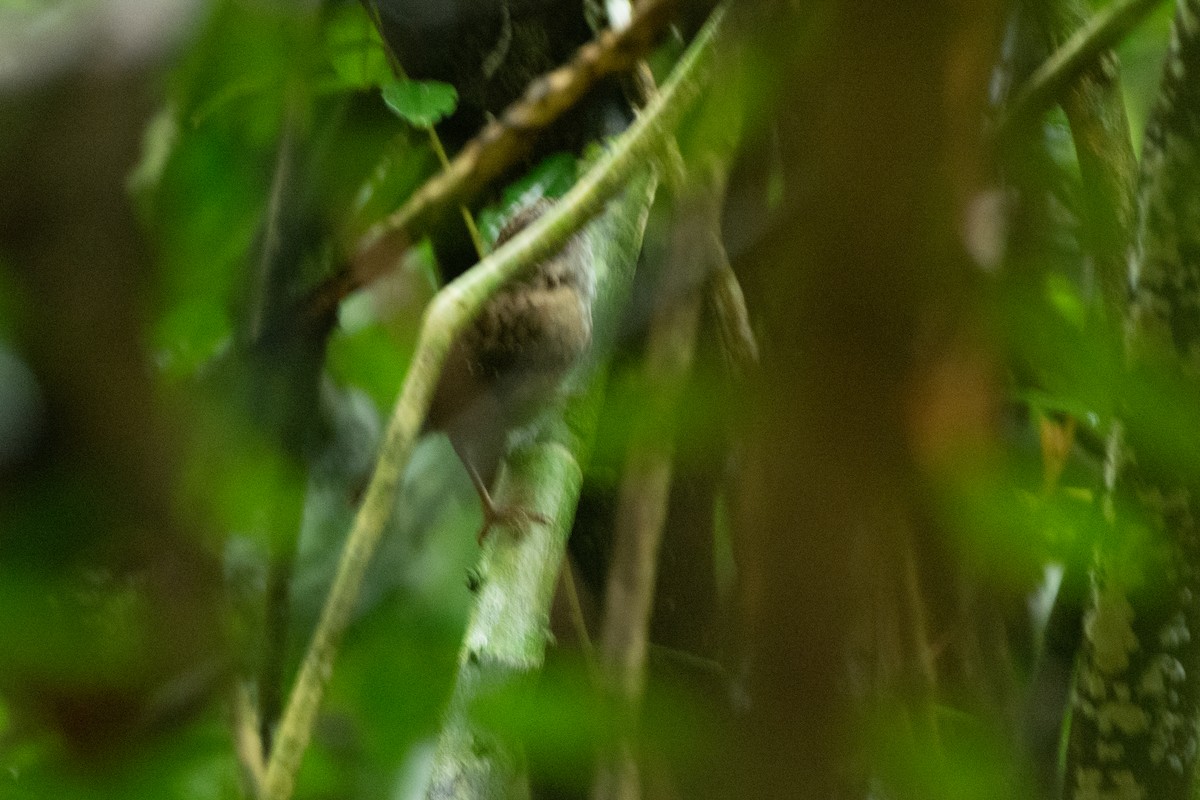 Streaked Wren-Babbler - ML249571051