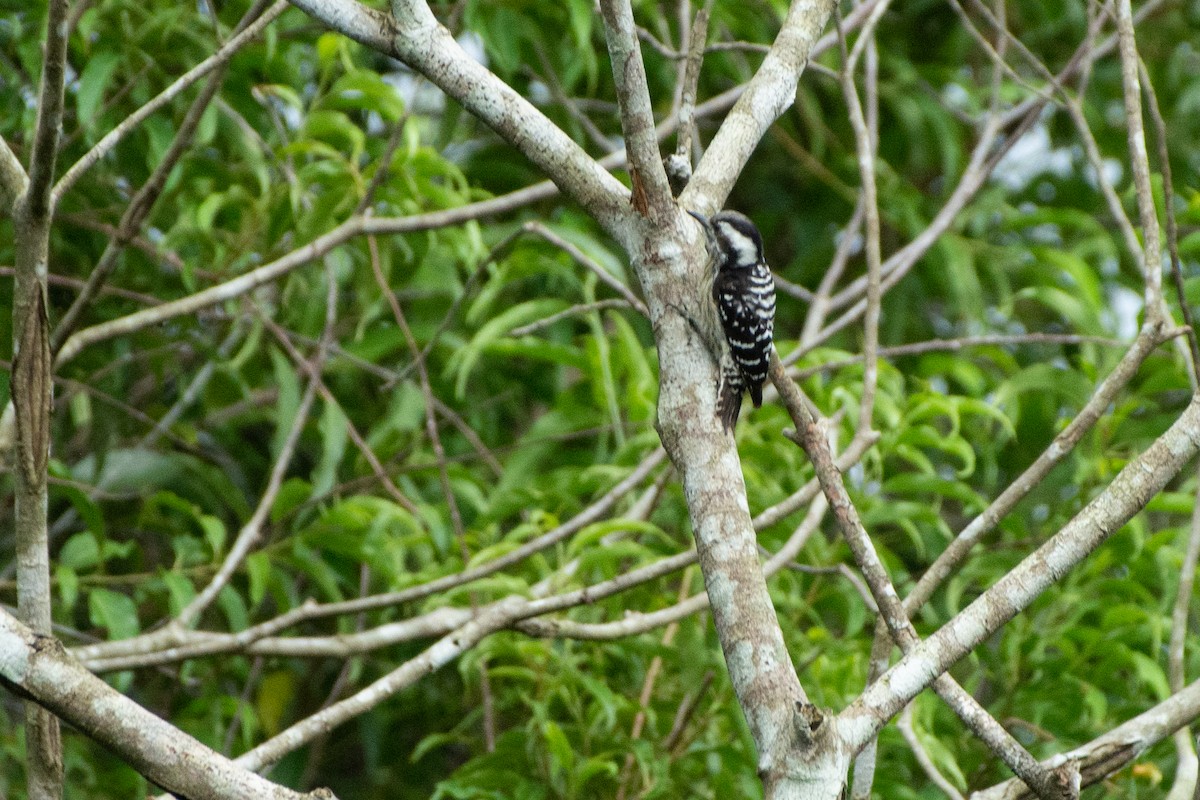 Gray-capped Pygmy Woodpecker - Vatcharavee Sriprasertsil