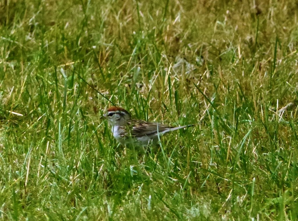 Chipping Sparrow - ML249573861
