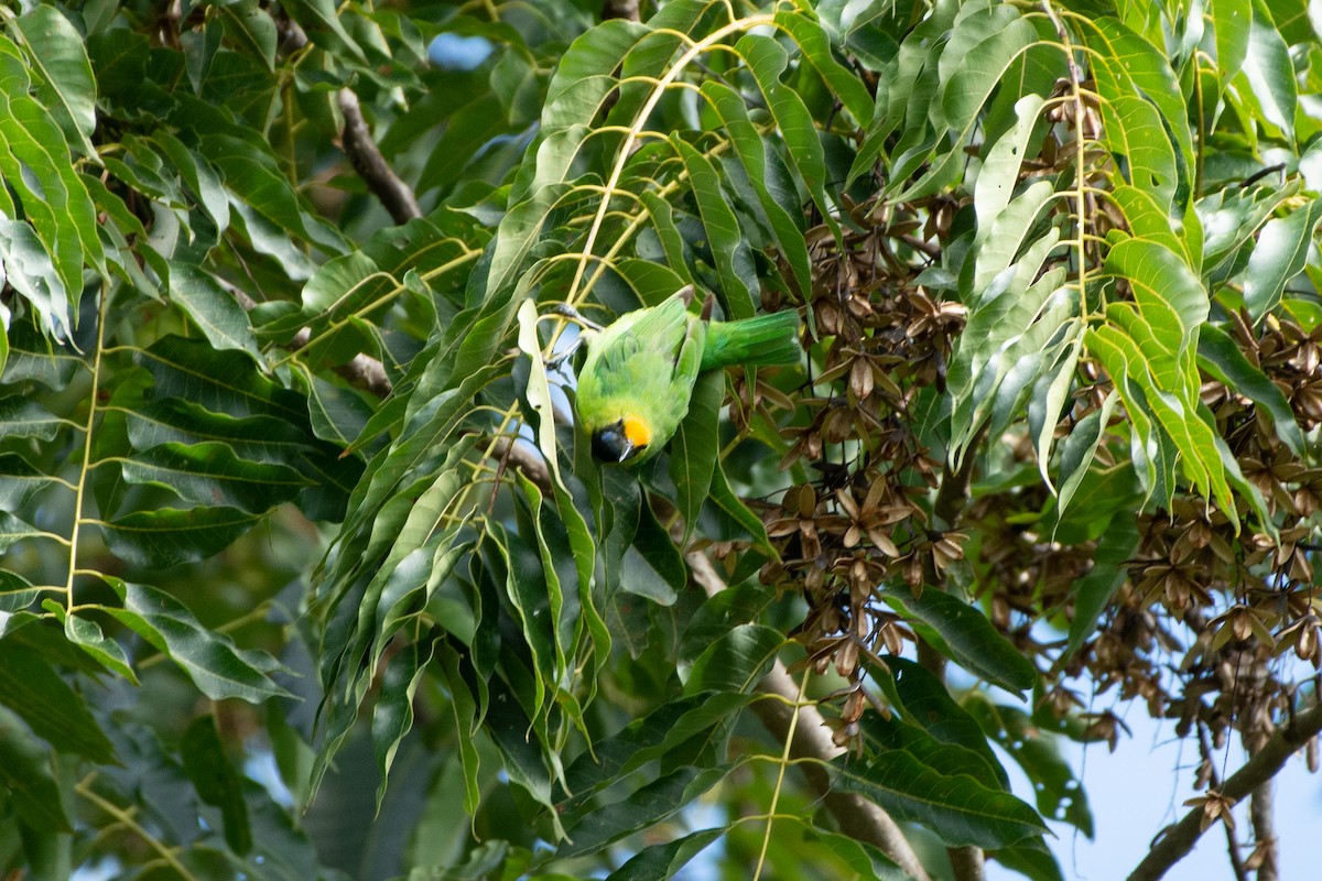 Golden-fronted Leafbird - ML249574041