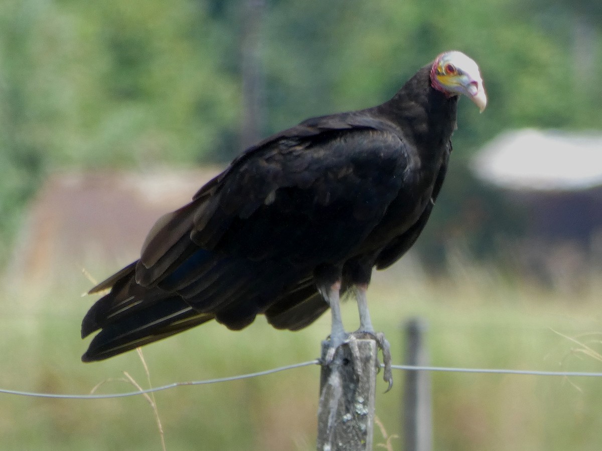 Lesser Yellow-headed Vulture - Danilo Druetto