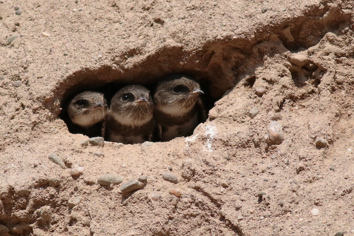 Bank Swallow - Brendan Fogarty