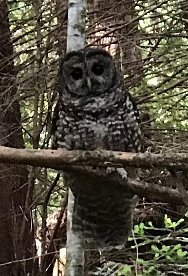 Spotted Owl - Ralph Bucher