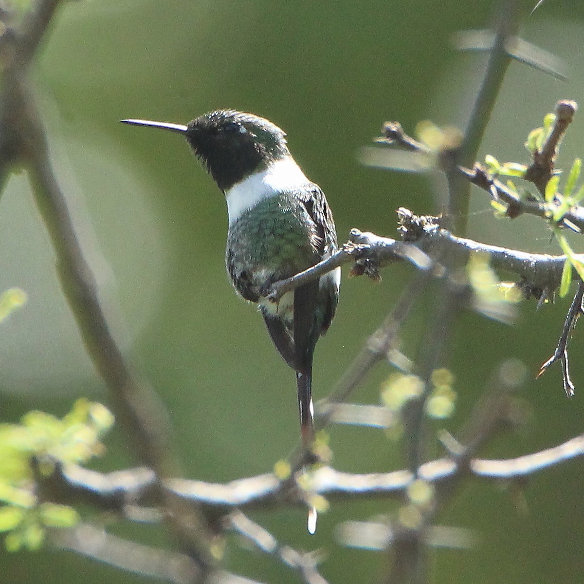 Sparkling-tailed Hummingbird - ML249578871