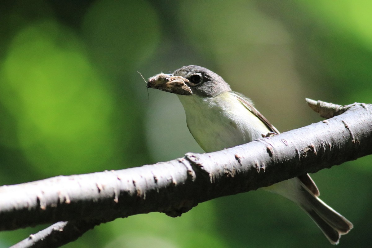 Blue-headed Vireo - Brendan Fogarty