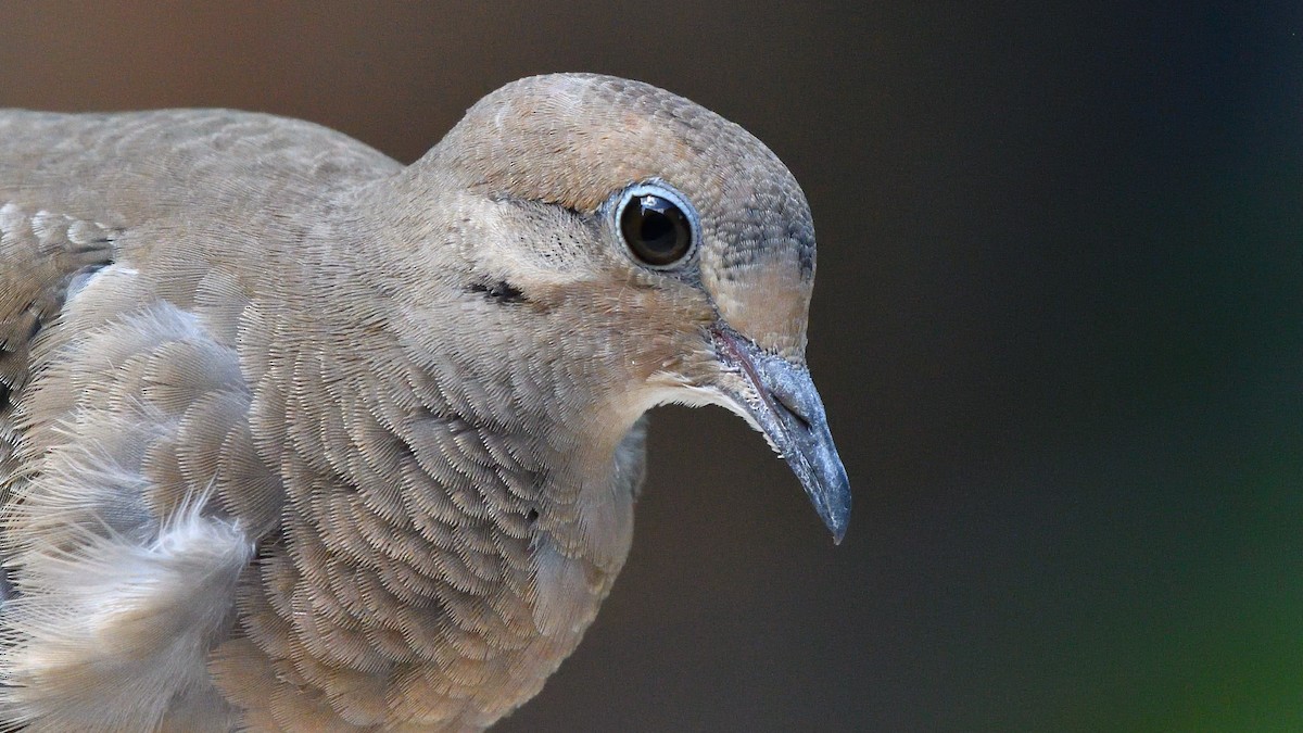 Mourning Dove - ML249579821