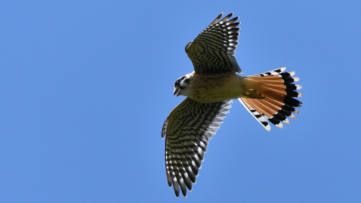 American Kestrel - ML249579931