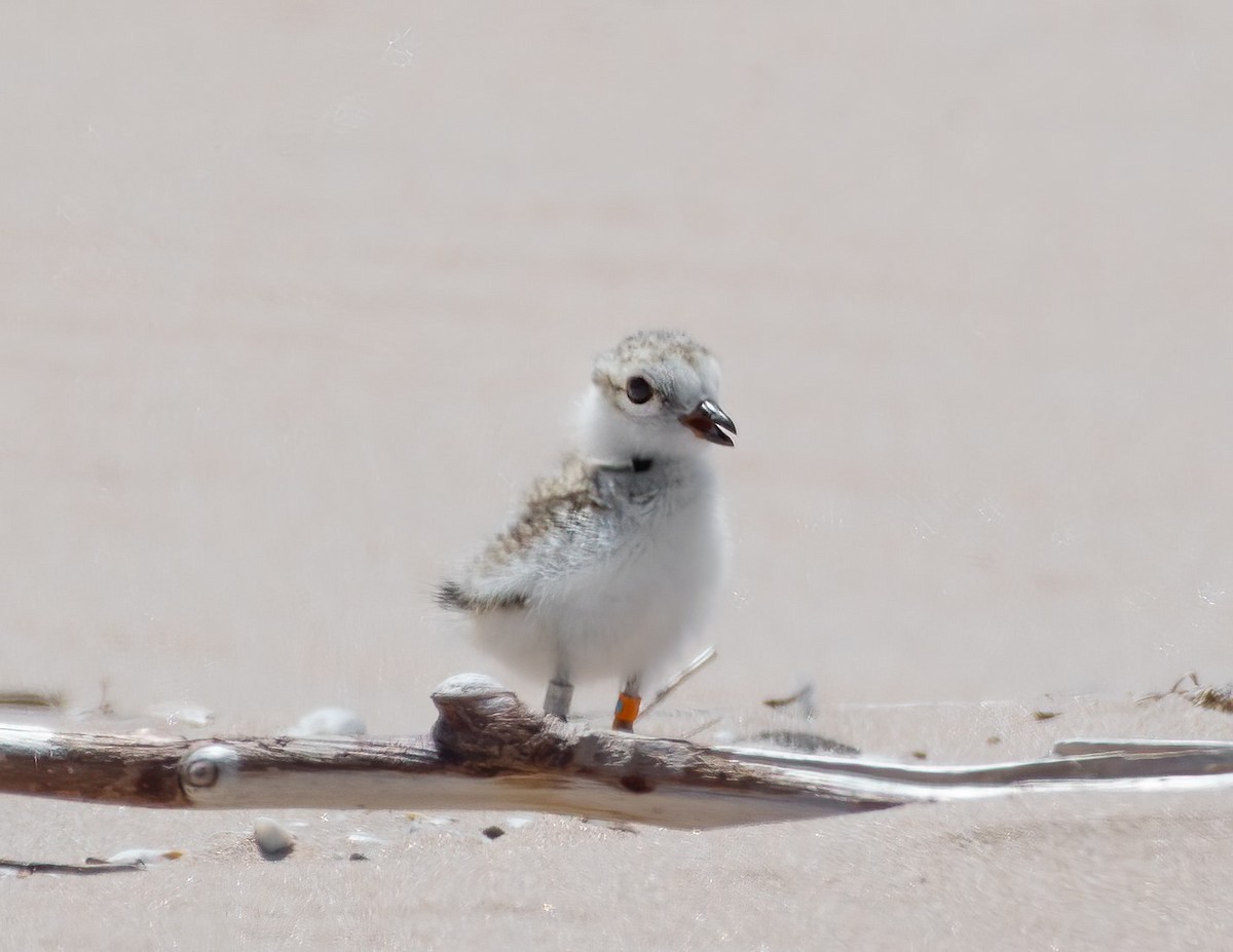 Piping Plover - Mary Magistro