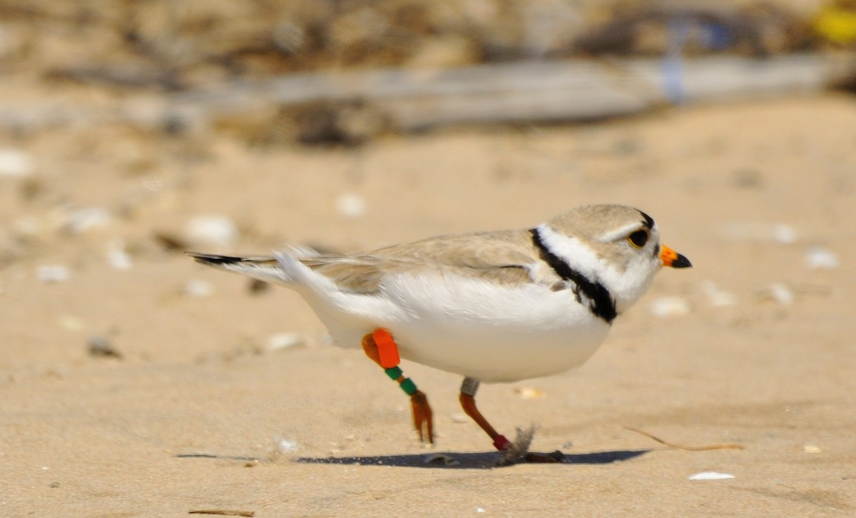 Piping Plover - Mary Magistro