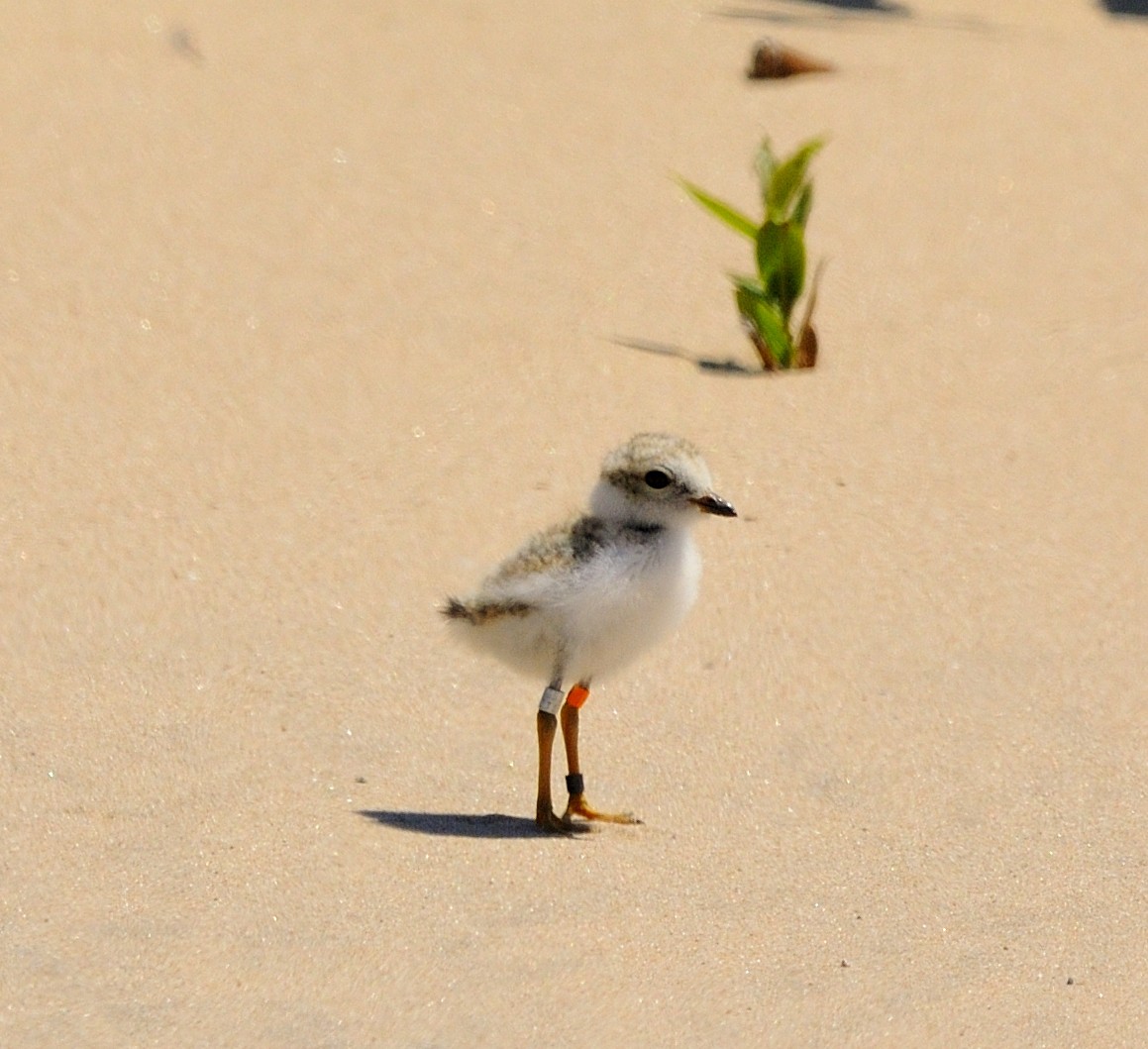 Piping Plover - Mary Magistro