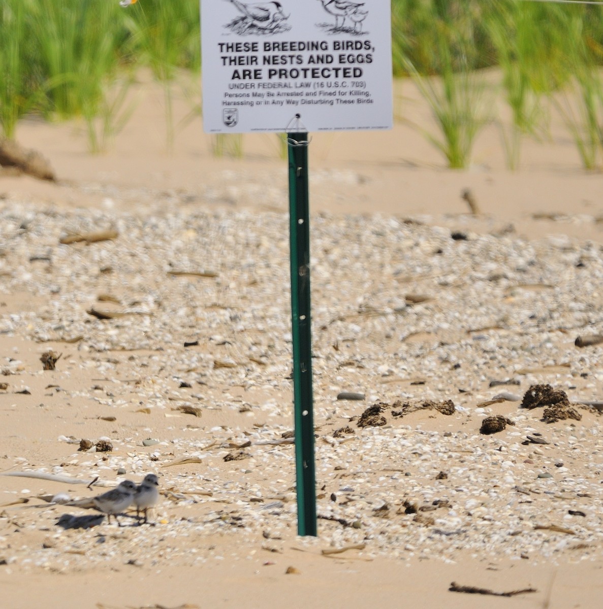 Piping Plover - Mary Magistro