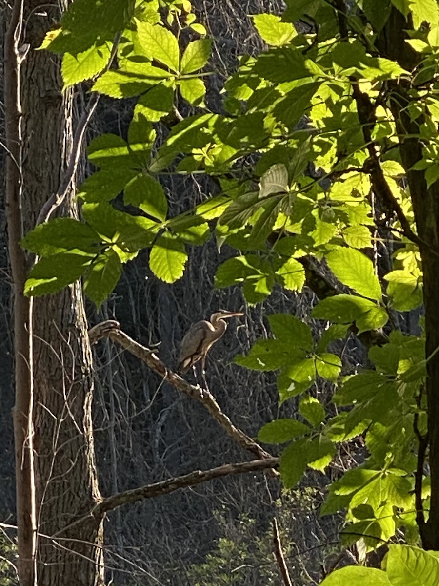 Great Blue Heron - ML249581931