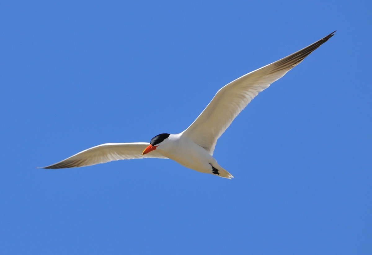 Caspian Tern - Mary Magistro