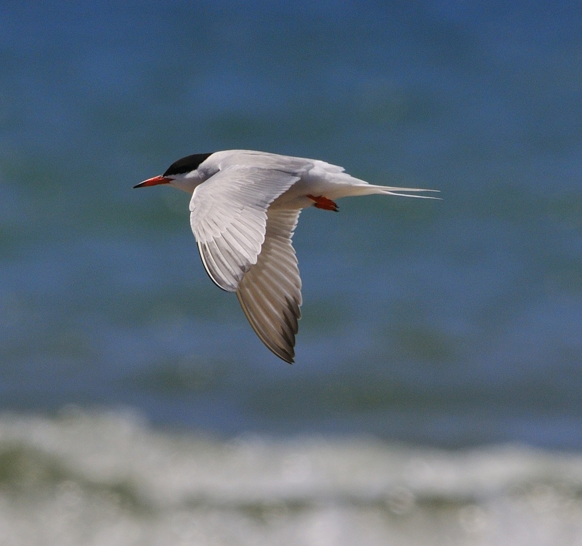 Common Tern - Mary Magistro