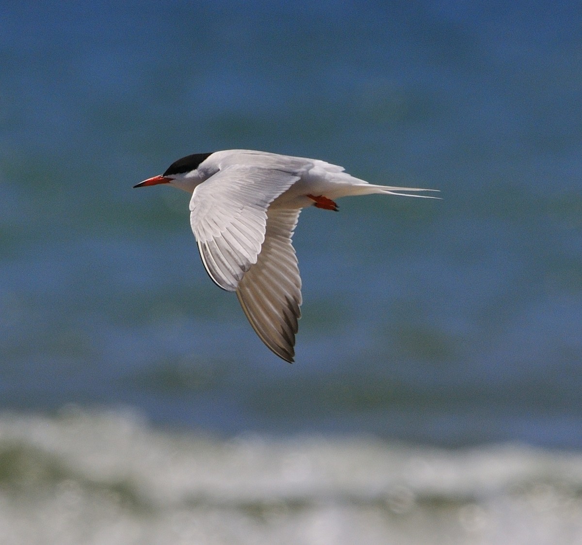 Common Tern - ML249582501