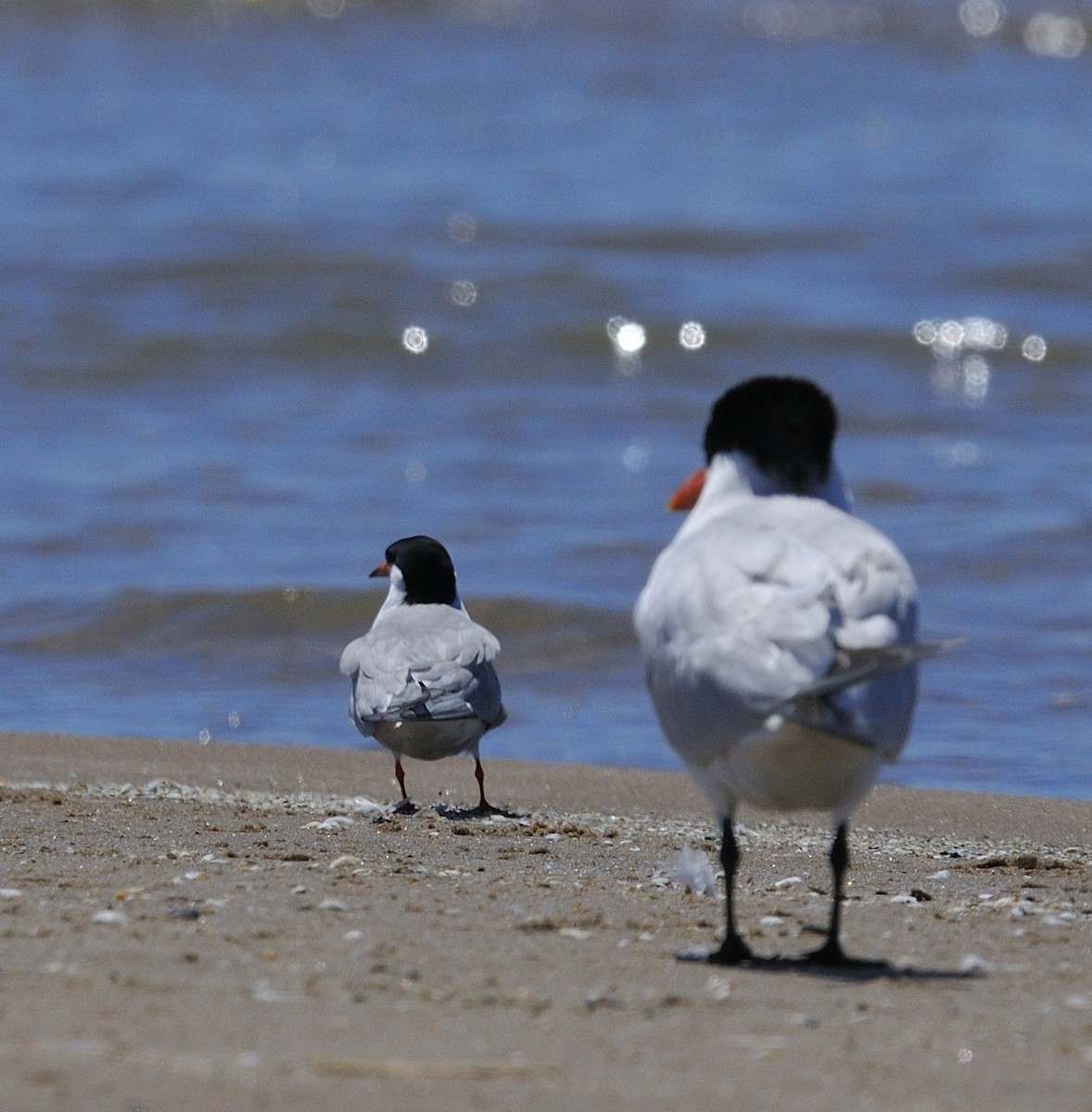 Caspian Tern - Mary Magistro