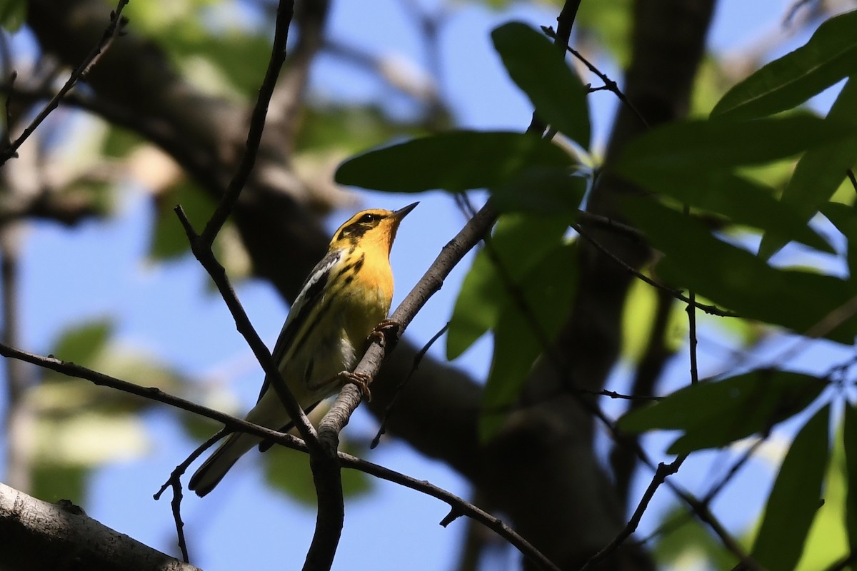 Blackburnian Warbler - ML249586201