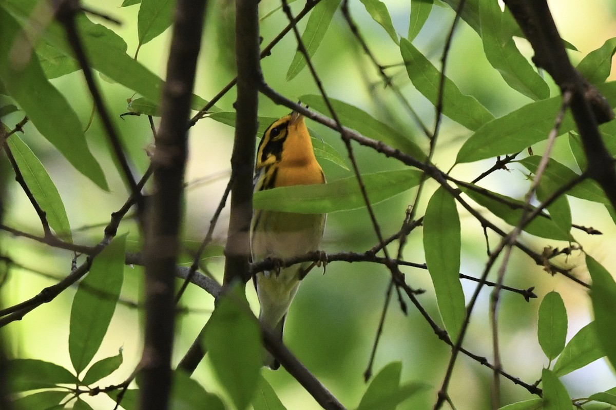 Blackburnian Warbler - ML249586211