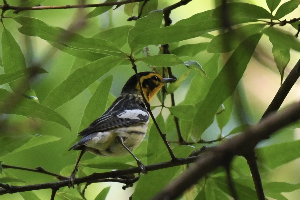 Blackburnian Warbler - ML249586251