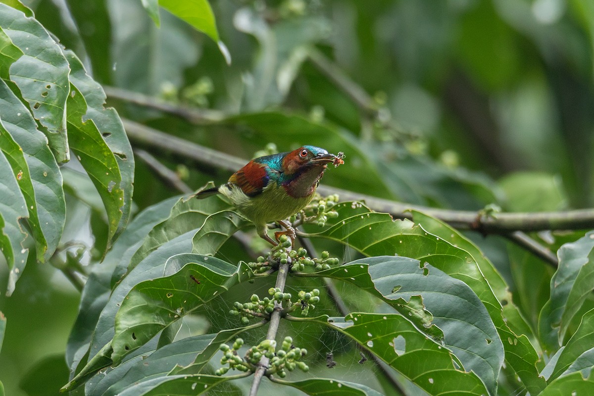 Red-throated Sunbird - ML249586261