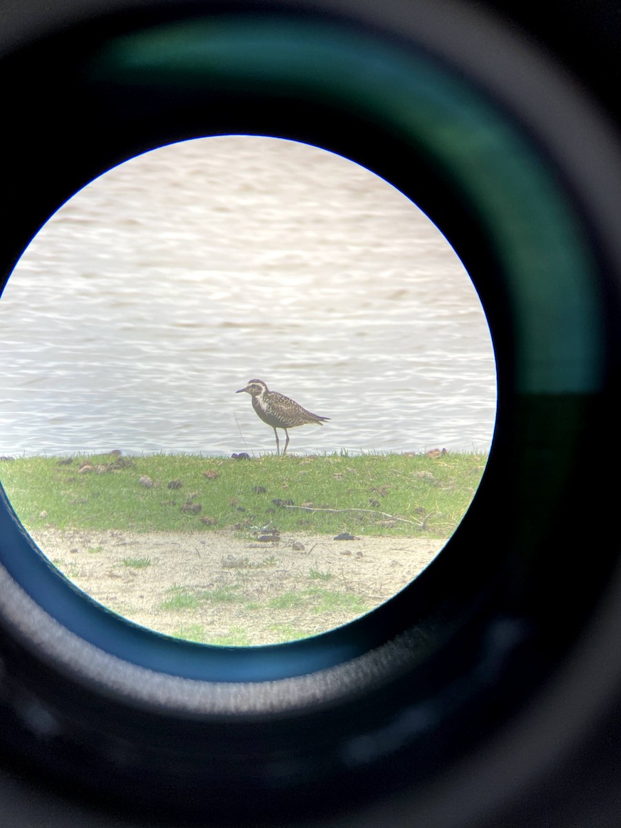 Pacific Golden-Plover - ML249587491