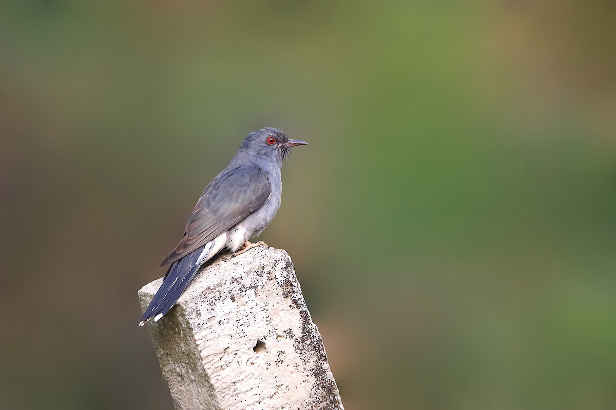 Gray-bellied Cuckoo - ML249588091