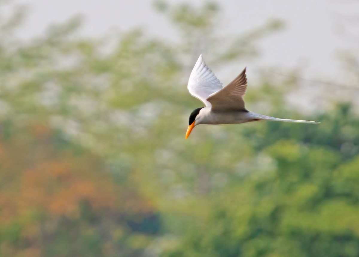 River Tern - ML249588451