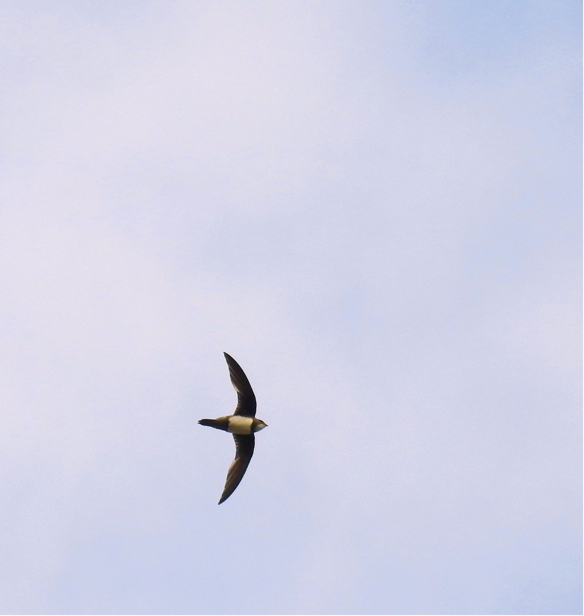 Alpine Swift - ML249590541