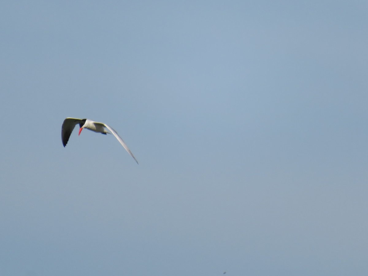 Common Tern - ML249590631