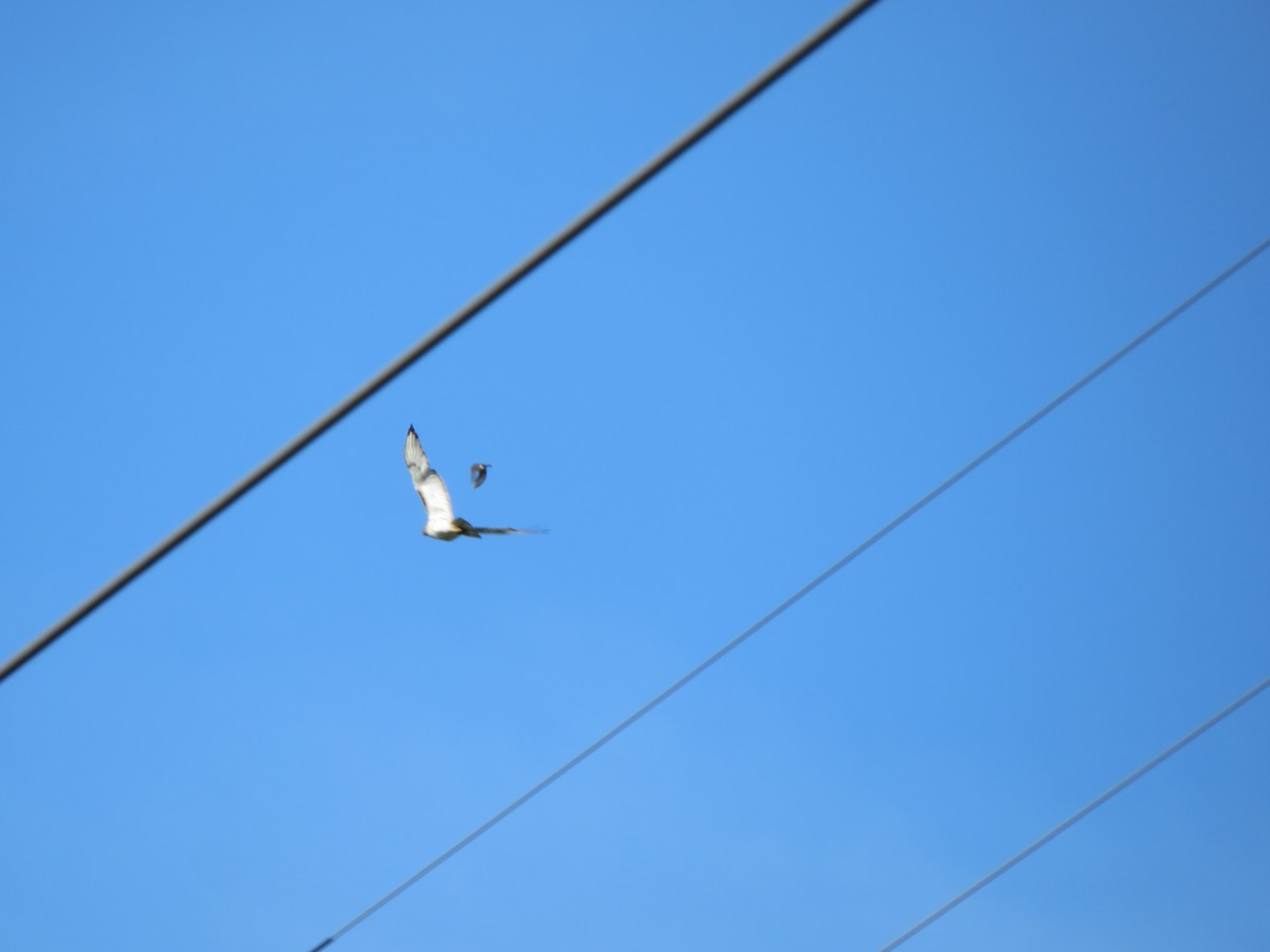 Red-tailed Hawk - ML249590961