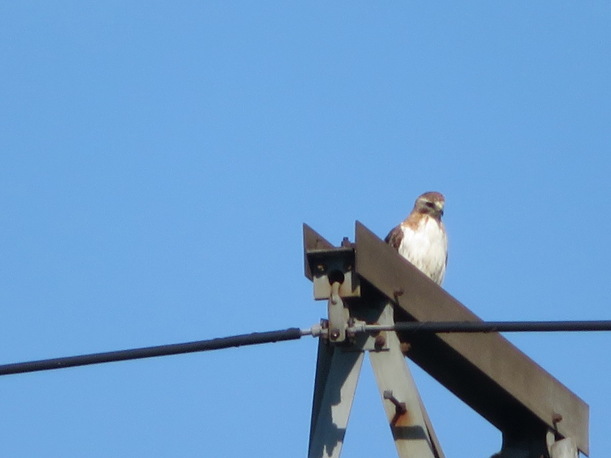 Red-tailed Hawk - ML249591021