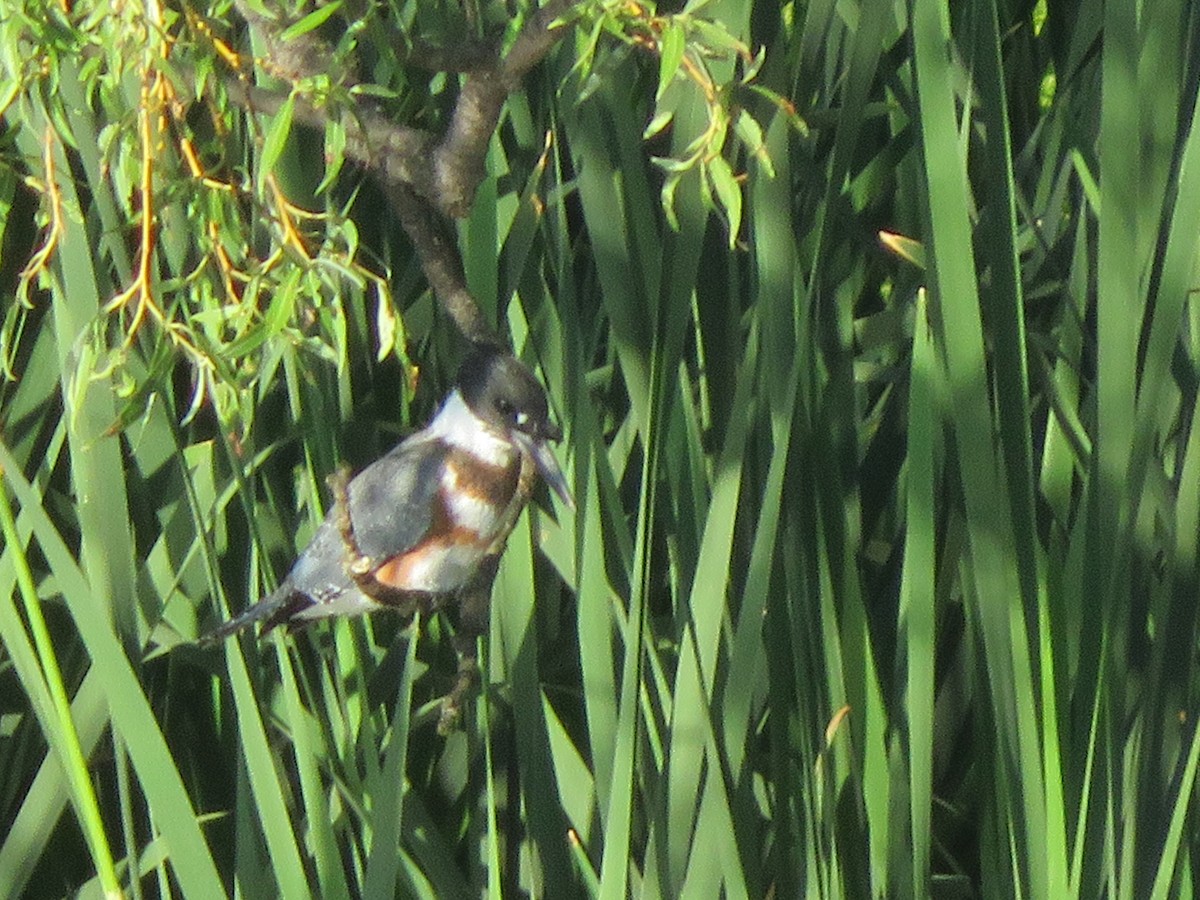 Belted Kingfisher - ML249591241