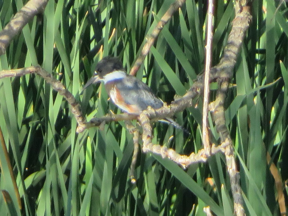 Belted Kingfisher - ML249591261