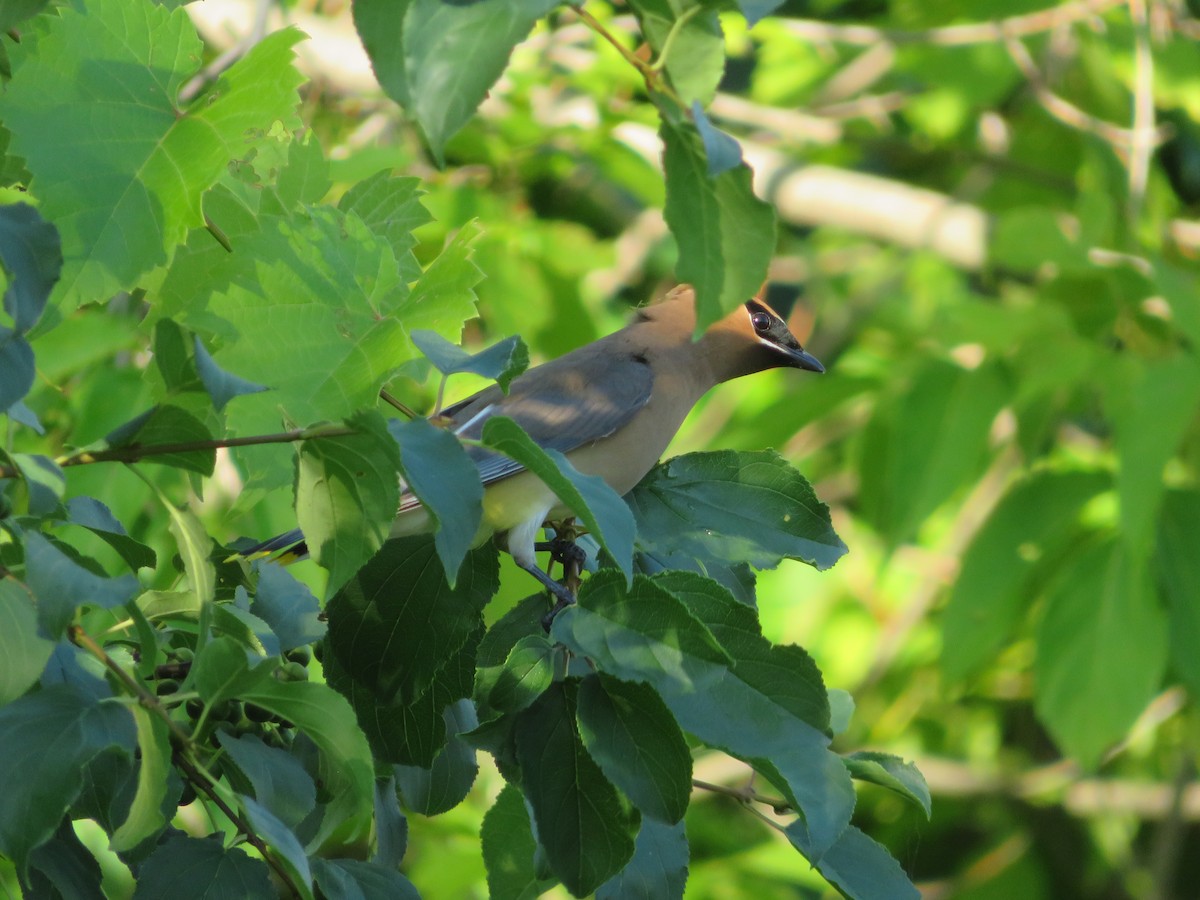 Cedar Waxwing - Katarzyna Kabacinska