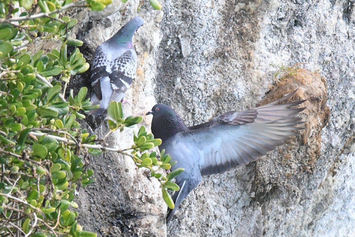 holub skalní (domácí) - ML249591801