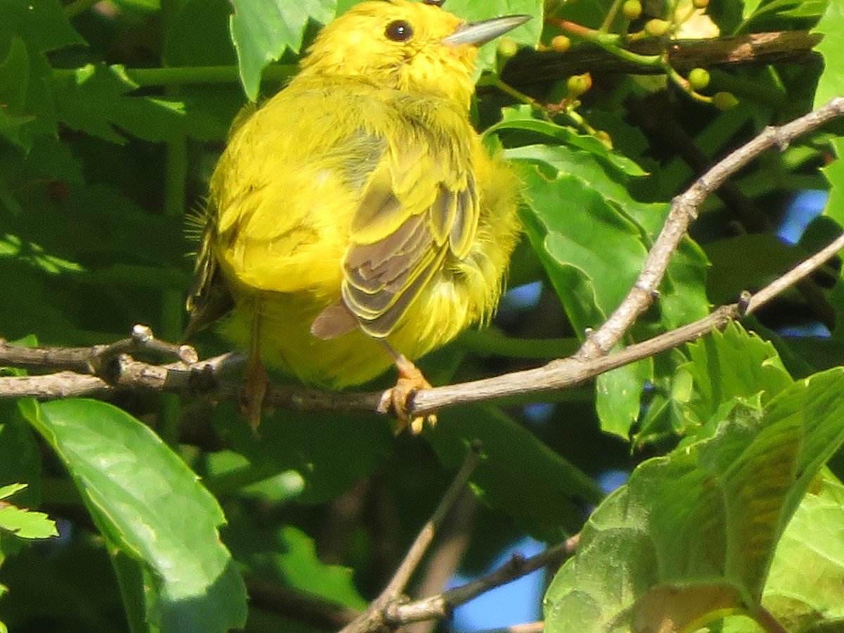 Yellow Warbler - ML249592381