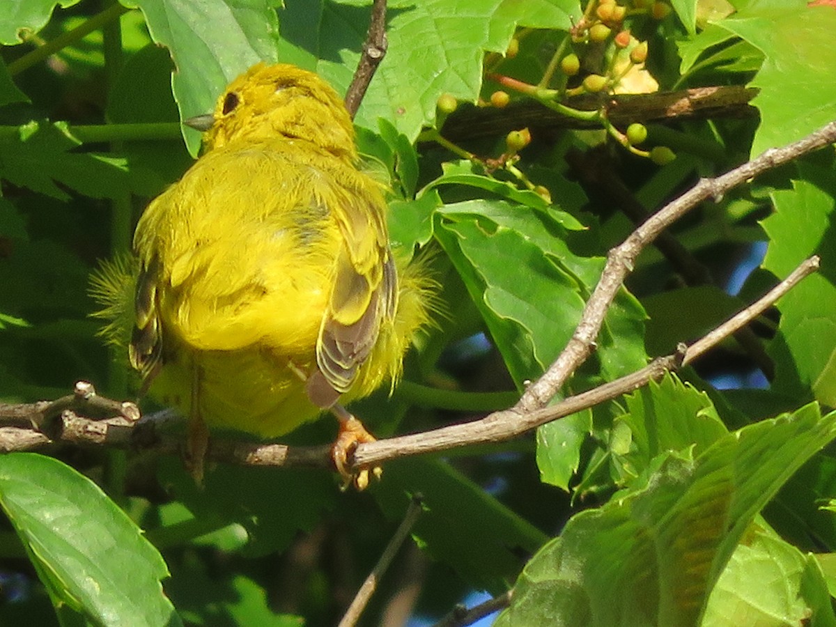 Yellow Warbler - ML249592481